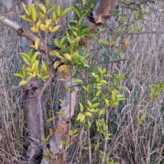 Ligustrum lucidum at Watson, ACT - 20 Apr 2024