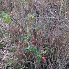 Rosa canina at Watson Woodlands - 20 Apr 2024