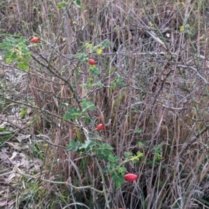 Rosa canina at Watson Woodlands - 20 Apr 2024 05:47 PM