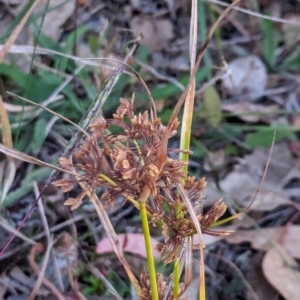 Cyperus eragrostis at Watson, ACT - 20 Apr 2024