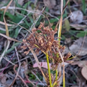 Cyperus eragrostis at Watson, ACT - 20 Apr 2024