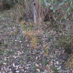 Cyperus eragrostis at Watson, ACT - 20 Apr 2024