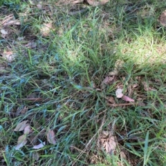 Ehrharta erecta (Panic Veldtgrass) at Bruce Ponds - 22 Mar 2024 by mcosgrove