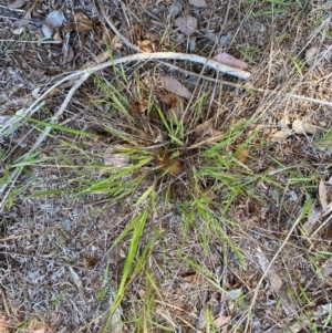 Ehrharta erecta at Bruce Ponds - 22 Mar 2024