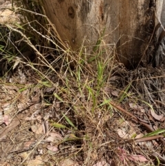 Ehrharta erecta at Bruce Ponds - 22 Mar 2024