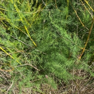 Asparagus officinalis at Mount Majura - 22 Mar 2024