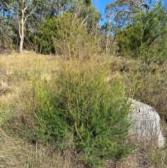 Asparagus officinalis at Mount Majura - 22 Mar 2024 04:03 PM