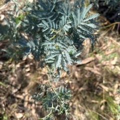 Acacia baileyana x Acacia dealbata (Cootamundra Wattle x Silver Wattle (Hybrid)) at Flea Bog Flat, Bruce - 22 Apr 2024 by lbradley