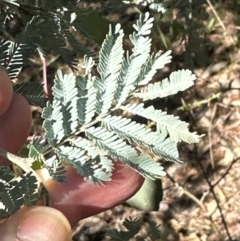 Acacia baileyana x Acacia dealbata (Cootamundra Wattle x Silver Wattle (Hybrid)) at Flea Bog Flat, Bruce - 22 Apr 2024 by lbradley