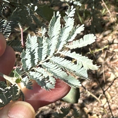 Acacia baileyana x Acacia dealbata (Cootamundra Wattle x Silver Wattle (Hybrid)) at Flea Bog Flat, Bruce - 22 Apr 2024 by lbradley