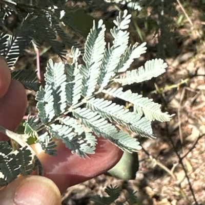 Acacia baileyana x Acacia dealbata (Cootamundra Wattle x Silver Wattle (Hybrid)) at Bruce, ACT - 22 Apr 2024 by lbradley