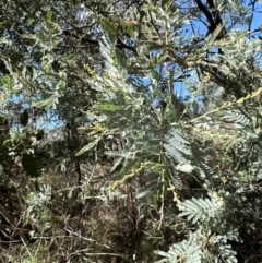 Acacia baileyana x Acacia dealbata at Bruce, ACT - 22 Apr 2024 10:59 AM