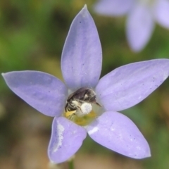 Lasioglossum (Chilalictus) sp. (genus & subgenus) (Halictid bee) at Pollinator-friendly garden Conder - 8 Dec 2023 by michaelb