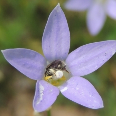 Lasioglossum (Chilalictus) sp. (genus & subgenus) (Halictid bee) at Pollinator-friendly garden Conder - 8 Dec 2023 by MichaelBedingfield