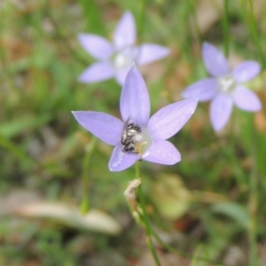 Lasioglossum (Chilalictus) sp. (genus & subgenus) at Pollinator-friendly garden Conder - 8 Dec 2023 11:22 AM