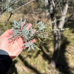 Acacia baileyana x Acacia dealbata (Cootamundra Wattle x Silver Wattle (Hybrid)) at Flea Bog Flat, Bruce - 22 Apr 2024 by lbradley