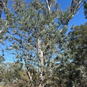 Acacia baileyana x Acacia dealbata at Bruce, ACT - 22 Apr 2024