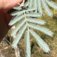 Acacia baileyana x Acacia dealbata at Bruce, ACT - 22 Apr 2024