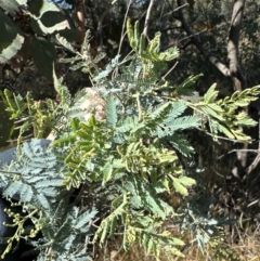 Acacia baileyana x Acacia dealbata (Cootamundra Wattle x Silver Wattle (Hybrid)) at Flea Bog Flat, Bruce - 22 Apr 2024 by lbradley