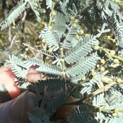 Acacia baileyana x Acacia dealbata at Aranda, ACT - 22 Apr 2024