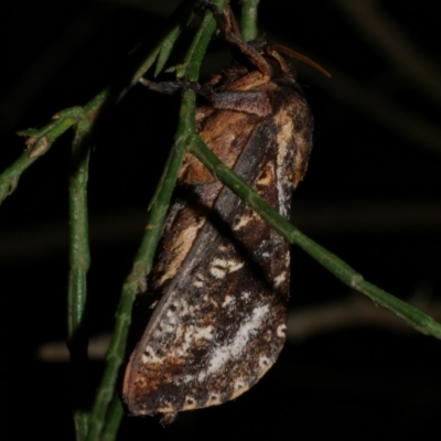 Elhamma australasiae (Elhamma) at Freshwater Creek, VIC - 16 Mar 2024 by WendyEM