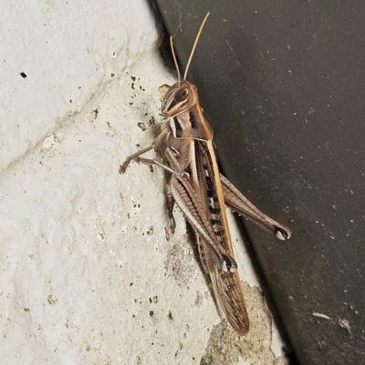 Austracris guttulosa (Spur-throated Locust) at Hawker, ACT - 21 Apr 2024 by sangio7