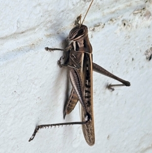 Austracris guttulosa at Hawker, ACT - 21 Apr 2024