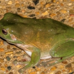 Litoria caerulea at Bundaberg North, QLD - 11 Sep 2020 by Petesteamer