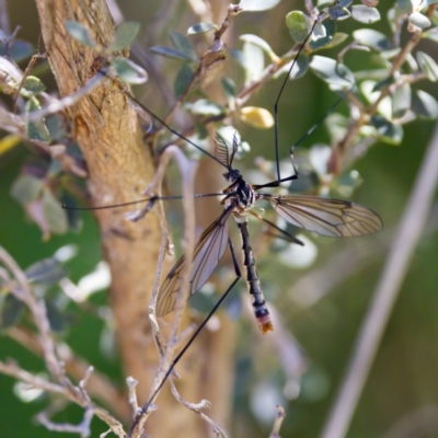 Platyphasia sp. (genus) (A crane fly) at Gibraltar Pines - 25 Feb 2024 by KorinneM