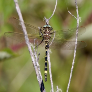 Synthemis eustalacta at Gibraltar Pines - 25 Feb 2024 11:21 AM