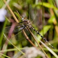 Synthemis eustalacta at Gibraltar Pines - 25 Feb 2024 11:21 AM