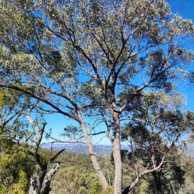 Eucalyptus macrorhyncha subsp. macrorhyncha (Red Stringybark) at Acton, ACT - 22 Apr 2024 by Steve818