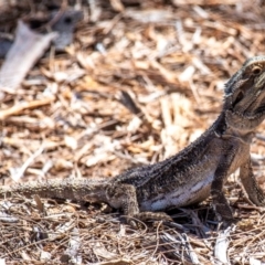 Pogona barbata (Eastern Bearded Dragon) at Elliott Heads, QLD - 14 Sep 2020 by Petesteamer