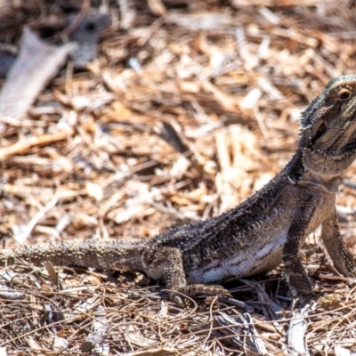 Pogona barbata (Eastern Bearded Dragon) at Elliott Heads, QLD - 14 Sep 2020 by Petesteamer
