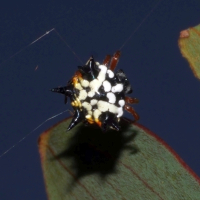 Austracantha minax at Freshwater Creek, VIC - 16 Mar 2024 by WendyEM