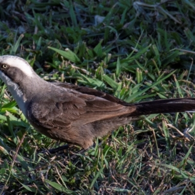 Pomatostomus temporalis (Grey-crowned Babbler) at Bundaberg North, QLD - 14 Sep 2020 by Petesteamer