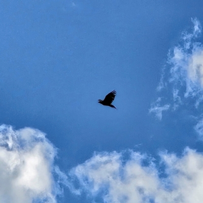 Aquila audax (Wedge-tailed Eagle) at The Pinnacle - 18 Apr 2024 by sangio7