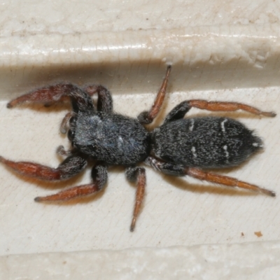 Unidentified Jumping or peacock spider (Salticidae) at Freshwater Creek, VIC - 16 Mar 2024 by WendyEM