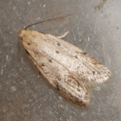 Atalopsis heniocha (A concealer moth) at Freshwater Creek, VIC - 18 Mar 2024 by WendyEM