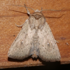 Leucania uda (A Noctuid moth) at Freshwater Creek, VIC - 18 Mar 2024 by WendyEM