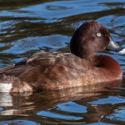 Aythya australis (Hardhead) at Bundaberg North, QLD - 16 Sep 2020 by Petesteamer