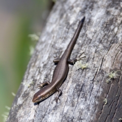 Pseudemoia entrecasteauxii (Woodland Tussock-skink) at Gibraltar Pines - 25 Feb 2024 by KorinneM