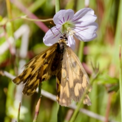 Heteronympha penelope at Tharwa, ACT - 25 Feb 2024 by KorinneM