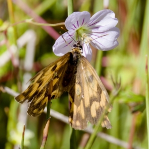 Heteronympha cordace at Gibraltar Pines - 25 Feb 2024 11:30 AM