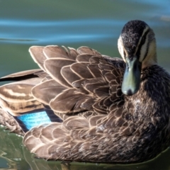 Anas superciliosa (Pacific Black Duck) at Bundaberg North, QLD - 17 Sep 2020 by Petesteamer