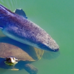 Anguilla australis at Bundaberg North, QLD - 17 Sep 2020 by Petesteamer