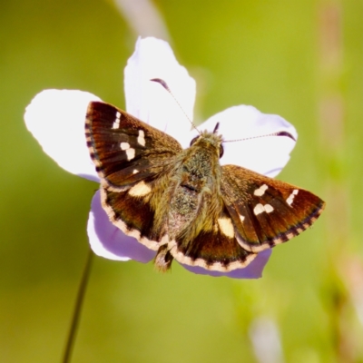 Dispar compacta (Barred Skipper) at Tharwa, ACT - 25 Feb 2024 by KorinneM