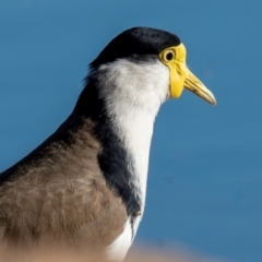 Vanellus miles (Masked Lapwing) at Bundaberg North, QLD - 17 Sep 2020 by Petesteamer