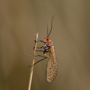 Chorista australis at Gibraltar Pines - 25 Feb 2024