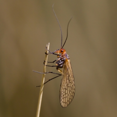 Chorista australis (Autumn scorpion fly) at Gibraltar Pines - 25 Feb 2024 by KorinneM